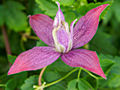 Clematis atragene Betina IMG_6653 Powojnik